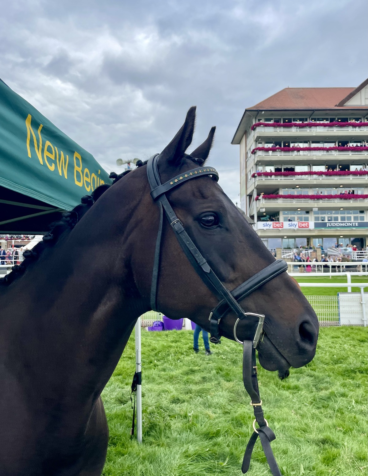 York’s equine ambassador: Goldream on Juddmonte International day. Photo: Amanda Duckworth