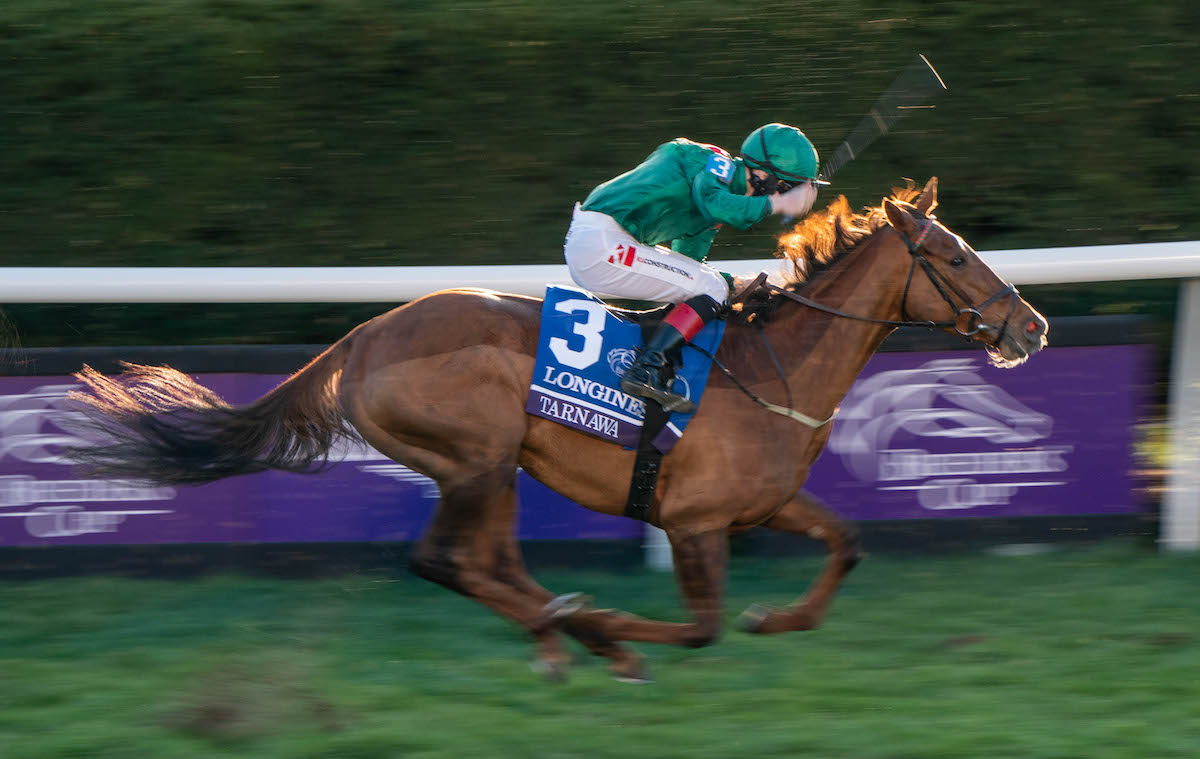 Tarnawa: ‘Very few fillies who get a trip have that kind of turn of foot,’ says Colin Keane. Photo: Scott Serio/Breeders’ Cup/Eclipse Sportswire/CSM