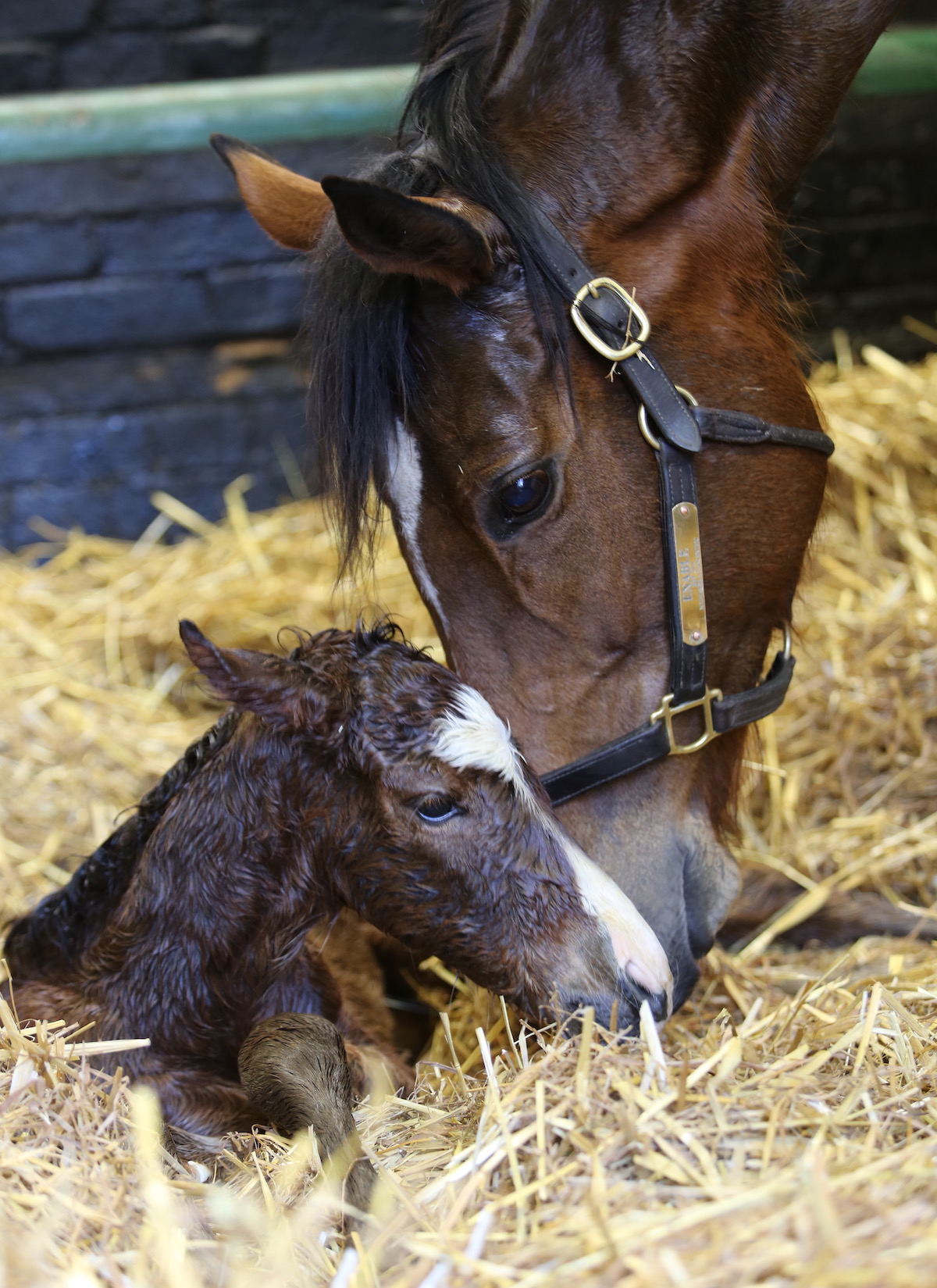 Enable with her first foal (by Kingman). Photo: Juddmonte / Simon Mockridge