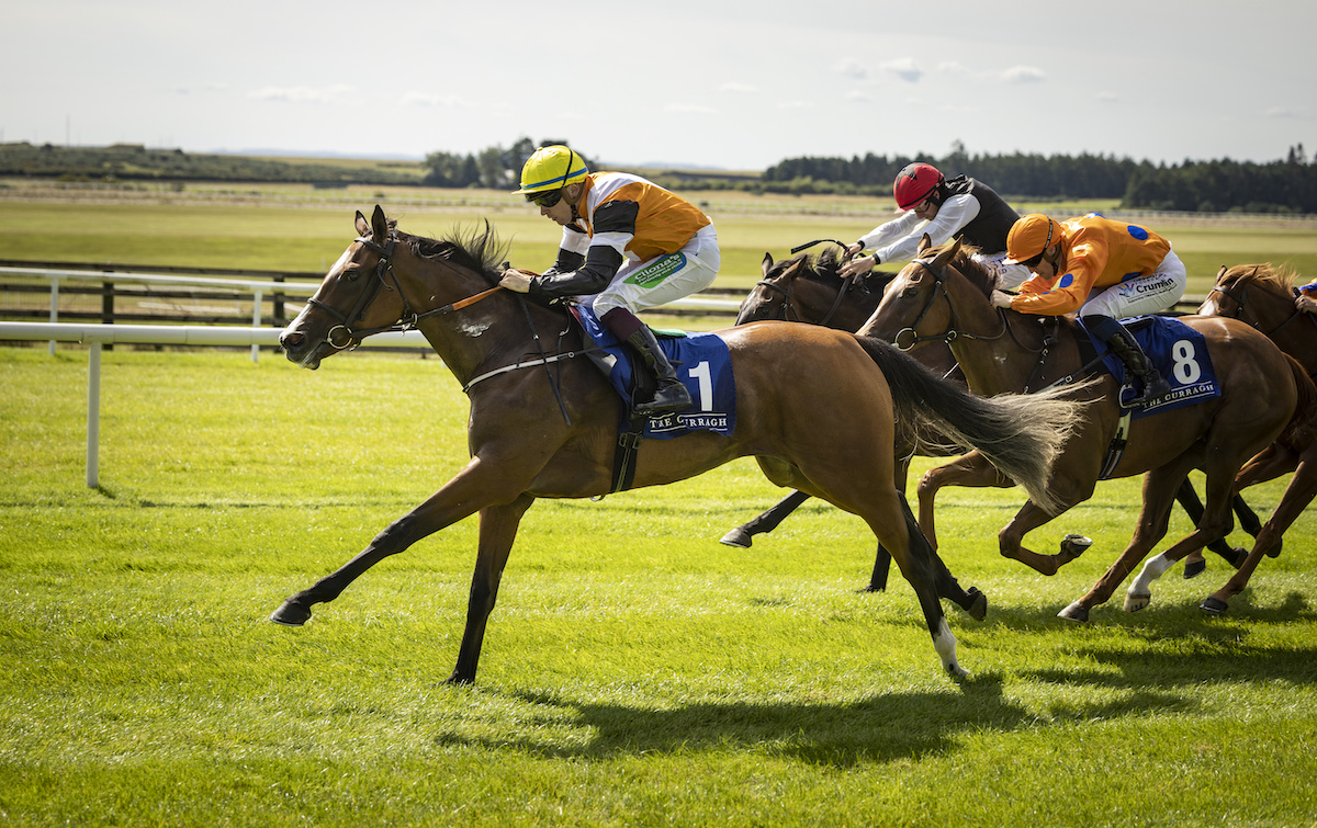 Aspen Grove: trained in Ireland by Fozzy Stack for owner-breeder Craig Bernick’s Glen Hill Stud, the Curragh winner went on to G1 success at Belmont Park. Photo: Horse Racing Ireland