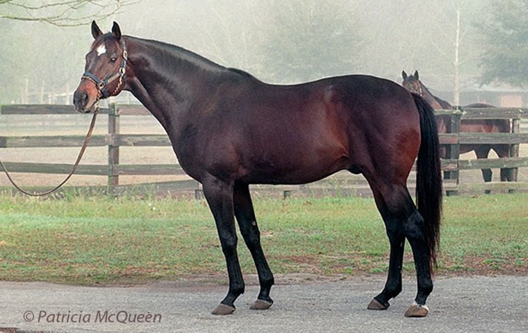 Dactylographer: a leading two-year-old in Britain in 1977, when he won the G1 William Hill Futurity. Photo: Patricia McQueen