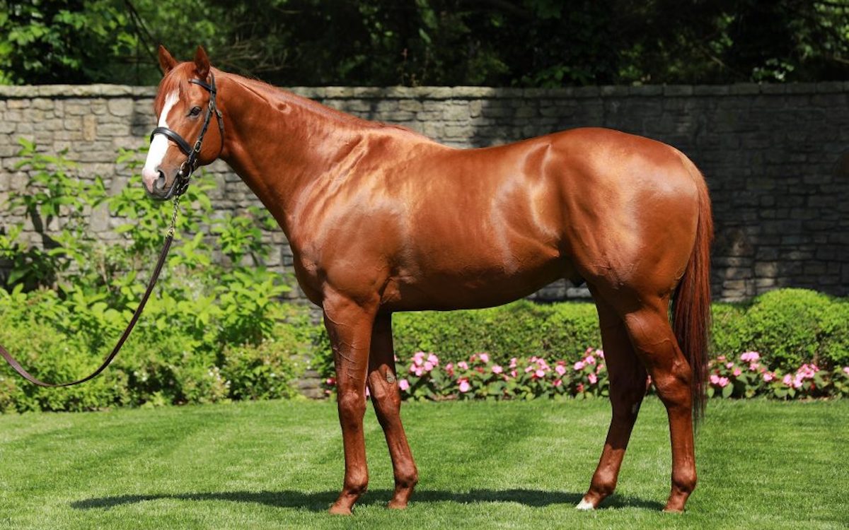 Justify: unbeaten Triple Crown winner will stand at a fee of $200,000. Photo: Coolmore America