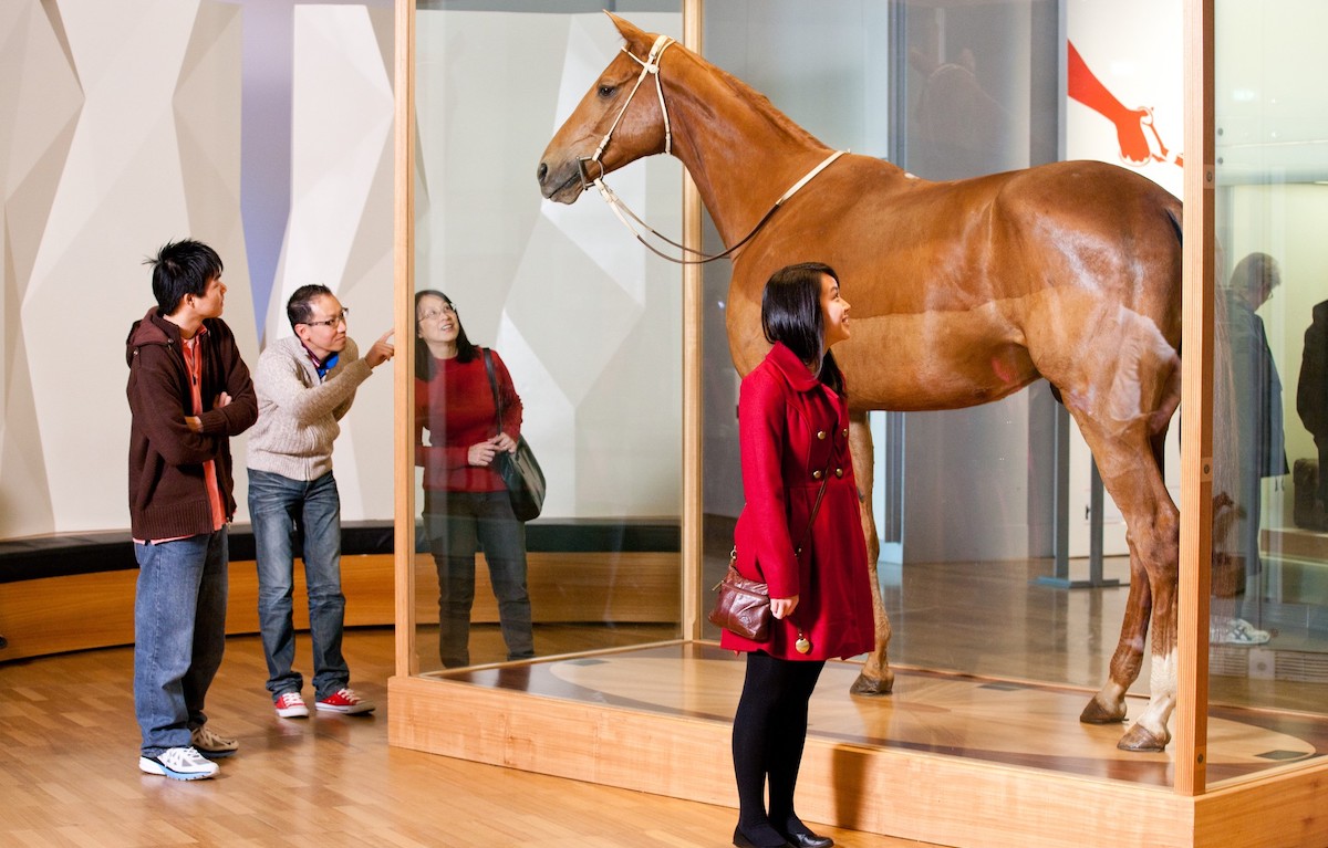 Phar Lap's preserved body is on display in Melbourne. (courtesy of Melbourne Museum)