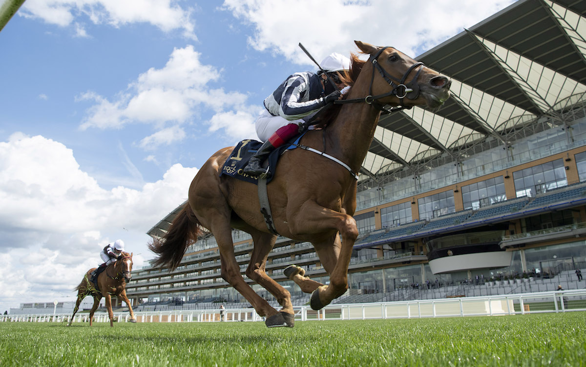 Alpine Star: Royal Ascot heroine features in a breed-shaping Niarchos draft. Photo: Edward Whitaker / Racing Post-focusonracing.com