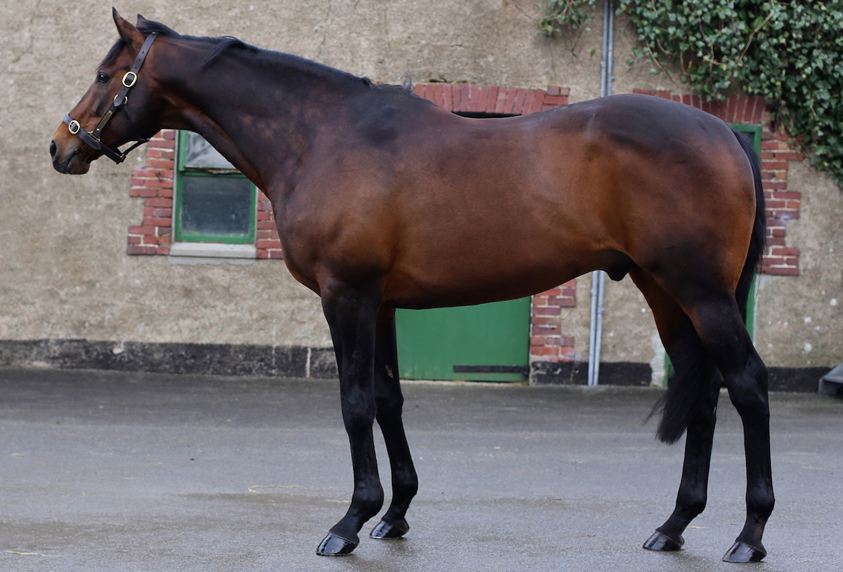 Diamond Boy: Kilbarry Lodge’s French recruit enjoyed a massive increase in book size. Photo: Kilbarry Lodge Stud