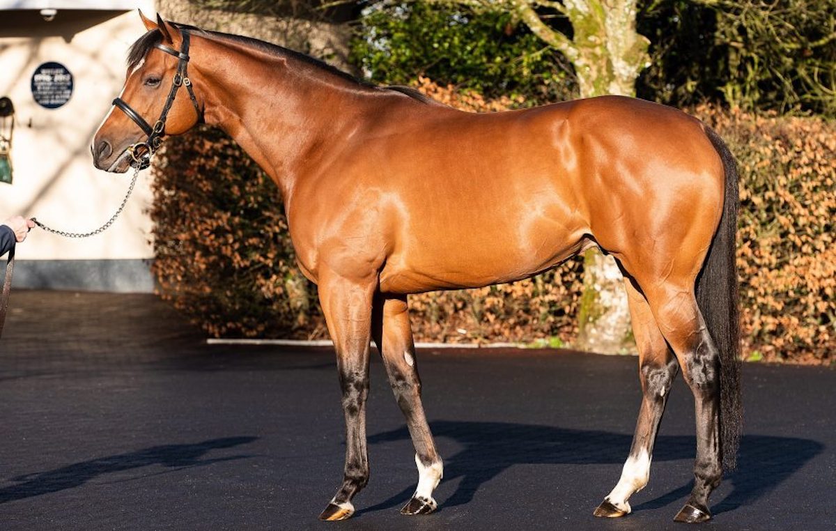 St Mark’s Basilica: Coolmore sire has five representatives from first crop at Goffs. Photo: coolmore.com