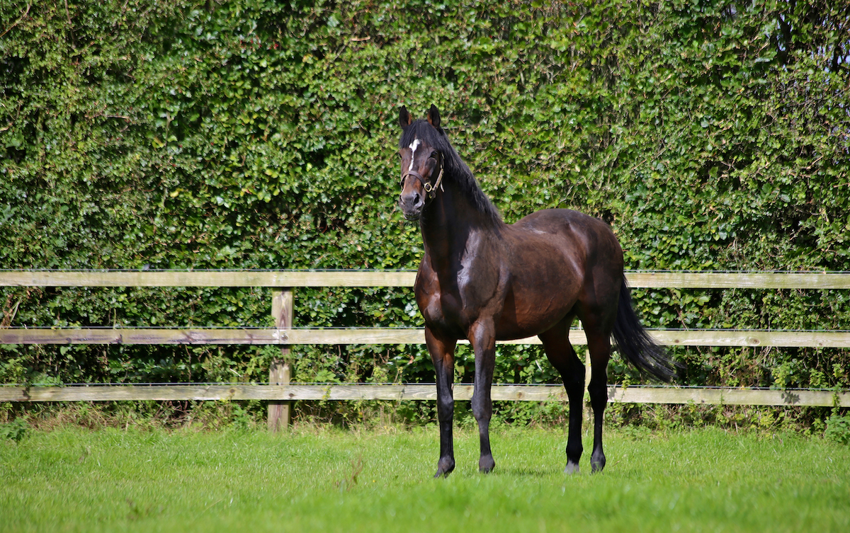 Walk In The Park: Honeysuckle’s sire covered three Champion Hurdlers in 2023. Photo: Weatherbys