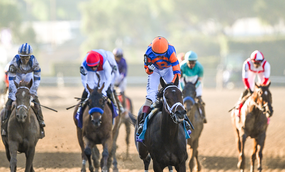 Second best: Muth (red cap) is a distant second to Breeders’ Cup Juvenile winner Fierceness. Photo: Carlos Calo / Eclipse Sportswire / Breeders Cup