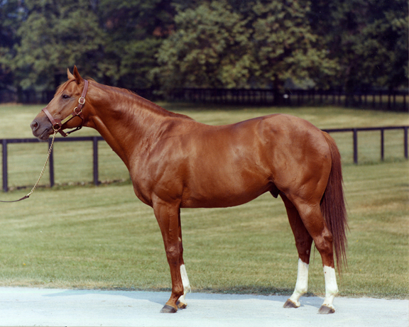 Secretariat the stallion at Clairborne Farm. Photo: Dell Hancock