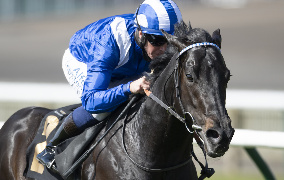 Mutasaabeq: newest recruit to National Stud stallion roster. Photo: Edward Whitaker / Racing Post-focusonracing.com