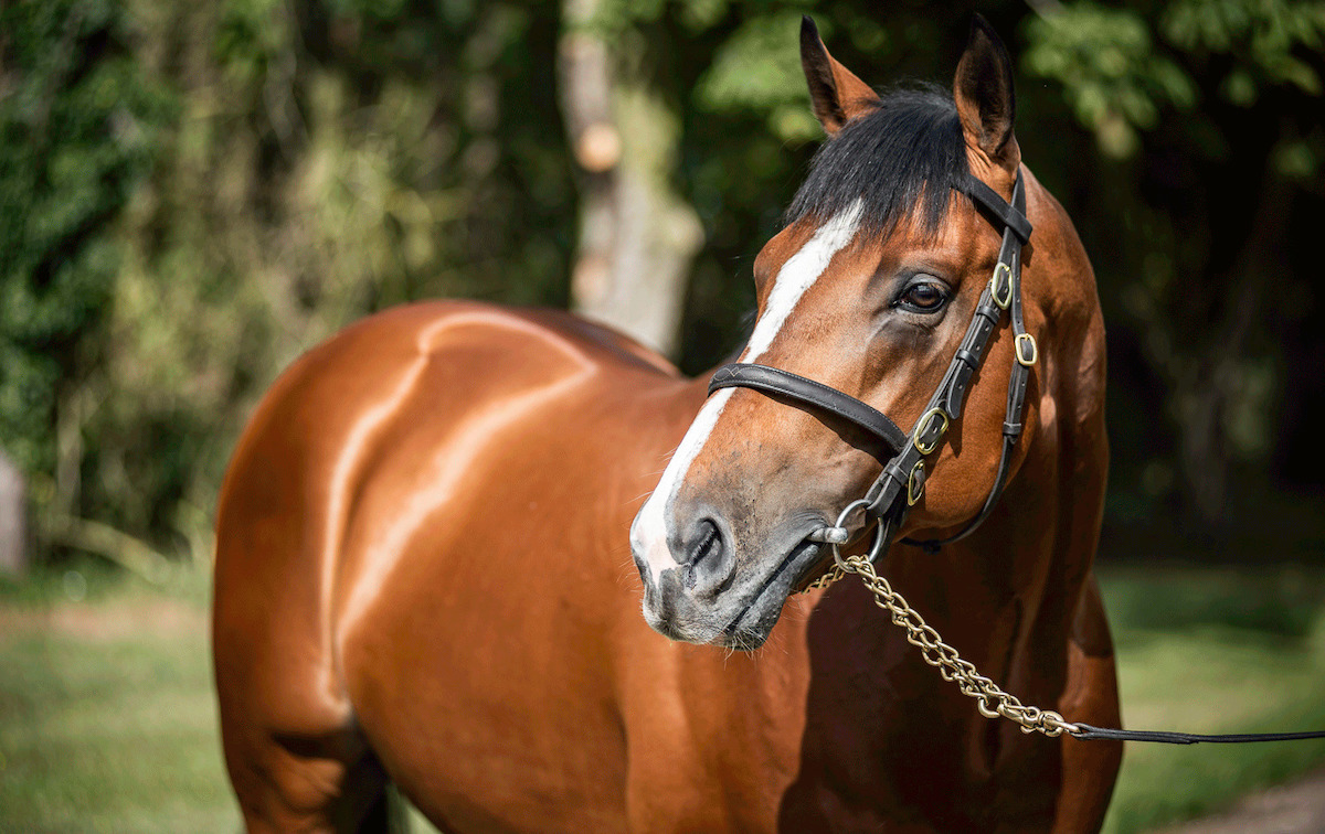 Rajasinghe: Royal Ascot winner appeals to small breeders at a £3,000 fee. Photo: National Stud