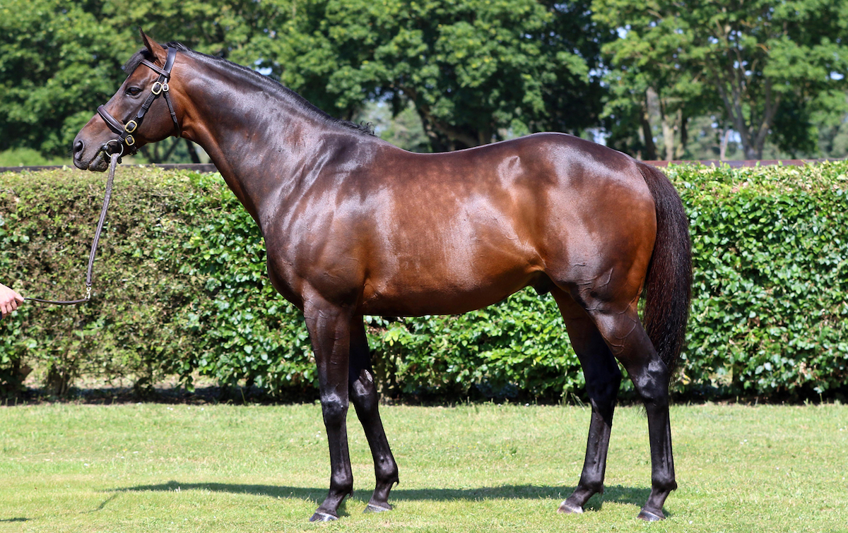 Time Test: dual G2 winner is a son of leading sire Dubawi. Photo: National Stud