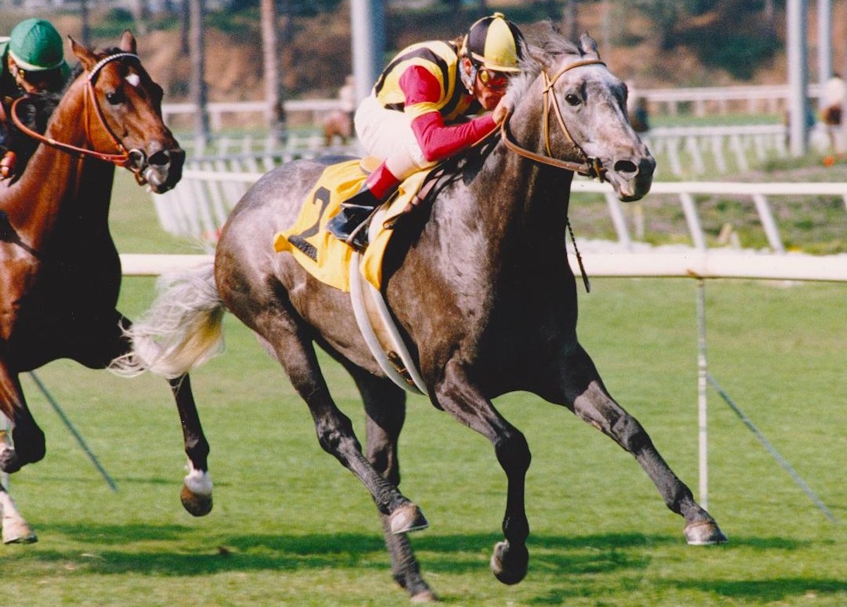 Golden Pheasant in one last hurrah aged six, winning the Inglewood Handicap at Hollywood Park. (Stidham & Assoc., courtesy of Hollywood Park, provided by Edward Kip Hannan & Roberta Weiser)