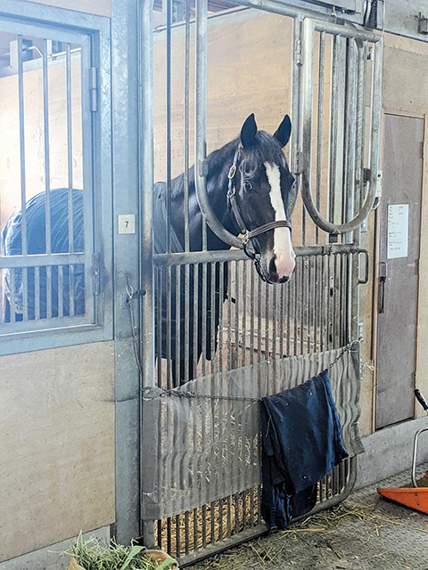 Back home: Equinox in his stable after his Japan Cup triumph. Photo: netkeiba.com