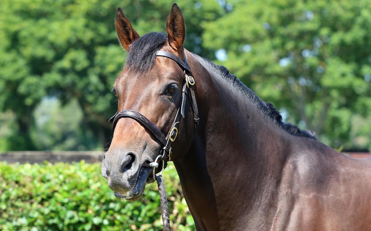 Lope Y Fernandez: son of Lope De Vega’s first foal crop was born in 2023. Photo: National Stud / Peter Mooney