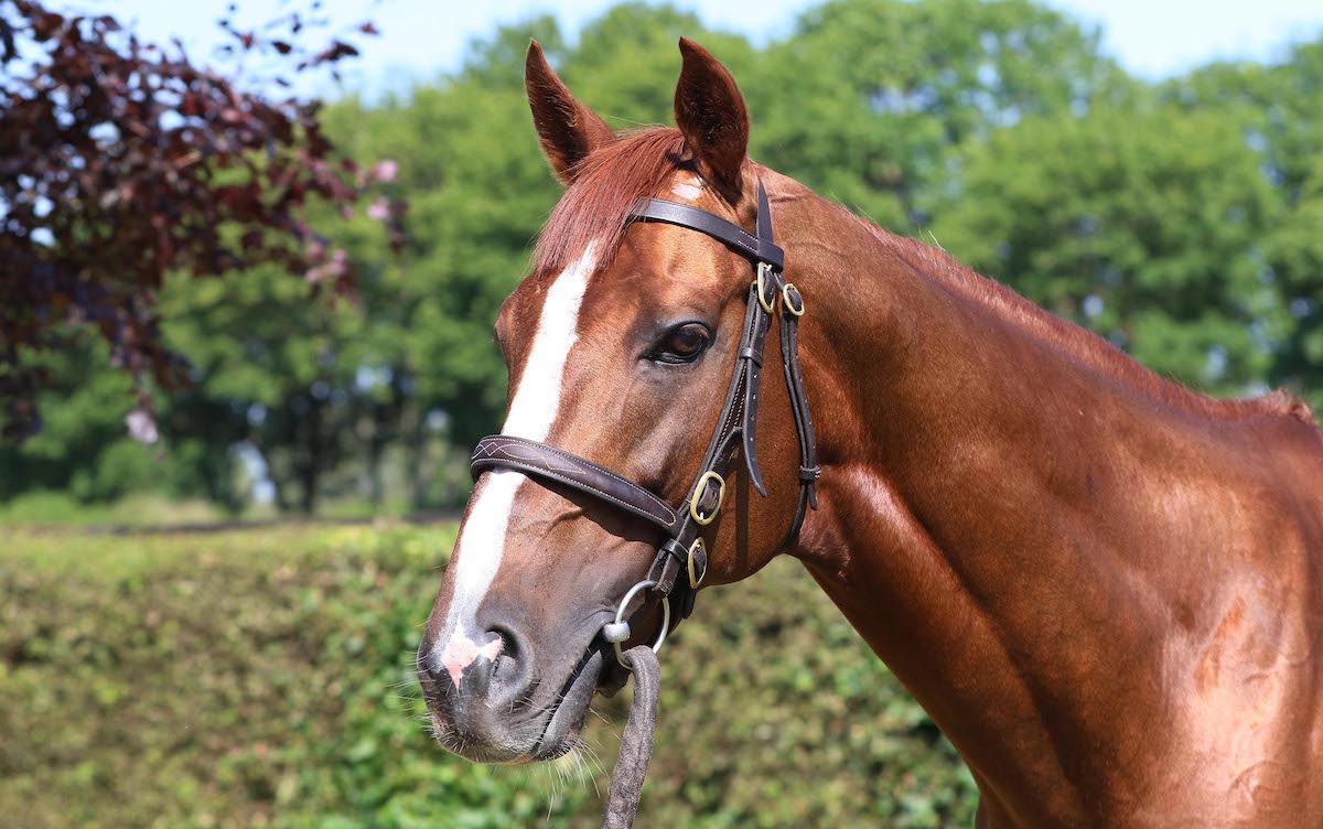 Stradivarius: champion stayer’s first crop eagerly awaited in 2024. Photo: National Stud / Peter Mooney