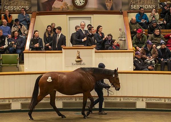 Teona in the ring before being knocked down for 4.5m gns. Photo: Tattersalls