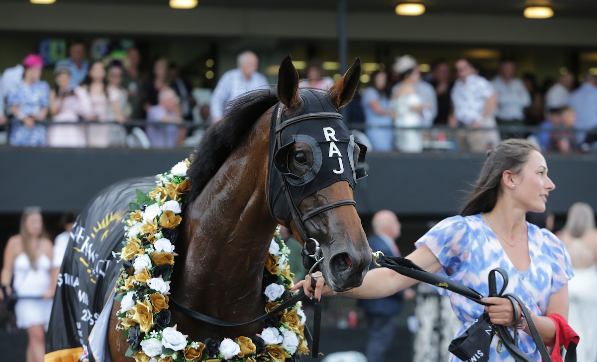 Prowess: dual G1 winner has been retired. Photo: Trish Dunell