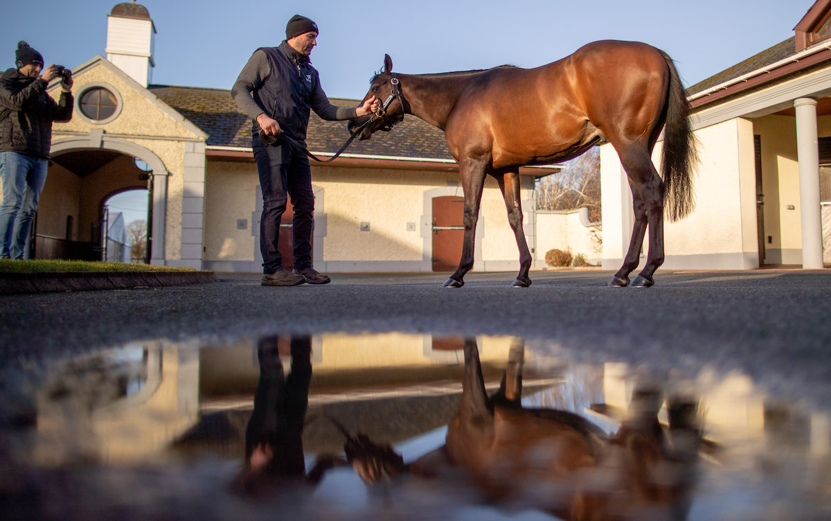 Reflected glory: Minzaal at Derrinstown. Photo: Morgan Treacy