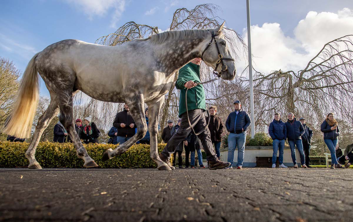 Phoenix Of Spain: Irish 2000 Guineas winner has made a promising start at the Irish National Stud. Photo: Morgan Treacy