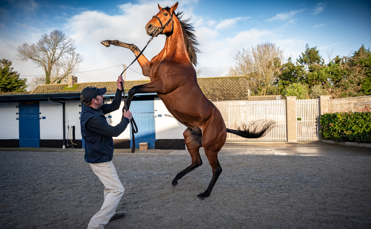 Whoa there boy! Rathbarry stallion State Of Rest, a G1 winner in four countries on three continents. Photo: Alex Cairns