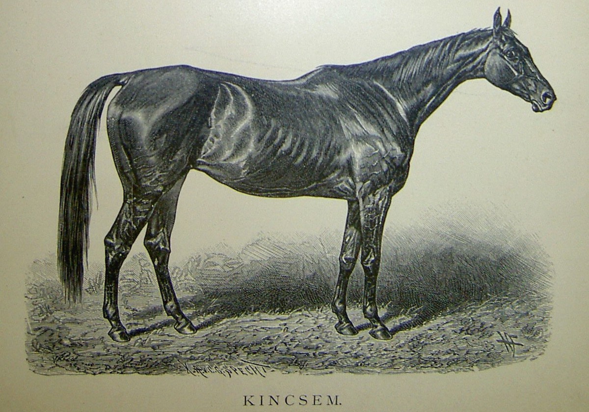 The real-life Kincsem as portrayed in a steel engraving Photo: Thoroughbred Heritage