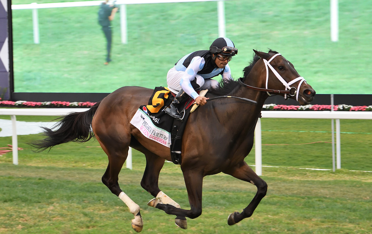Goodwood link: Queen Goddess wins the Pegasus World Cup Filly & Mare Turf in 2023. Photo: Lauren King