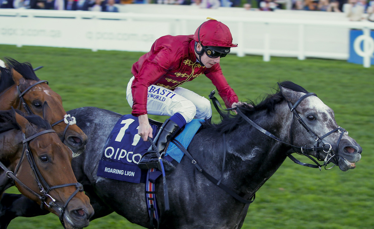 Roaring Lion: four-time G1 winner took Oisin Murphy to another level. Photo: Mark Cranham/focusonracing.com