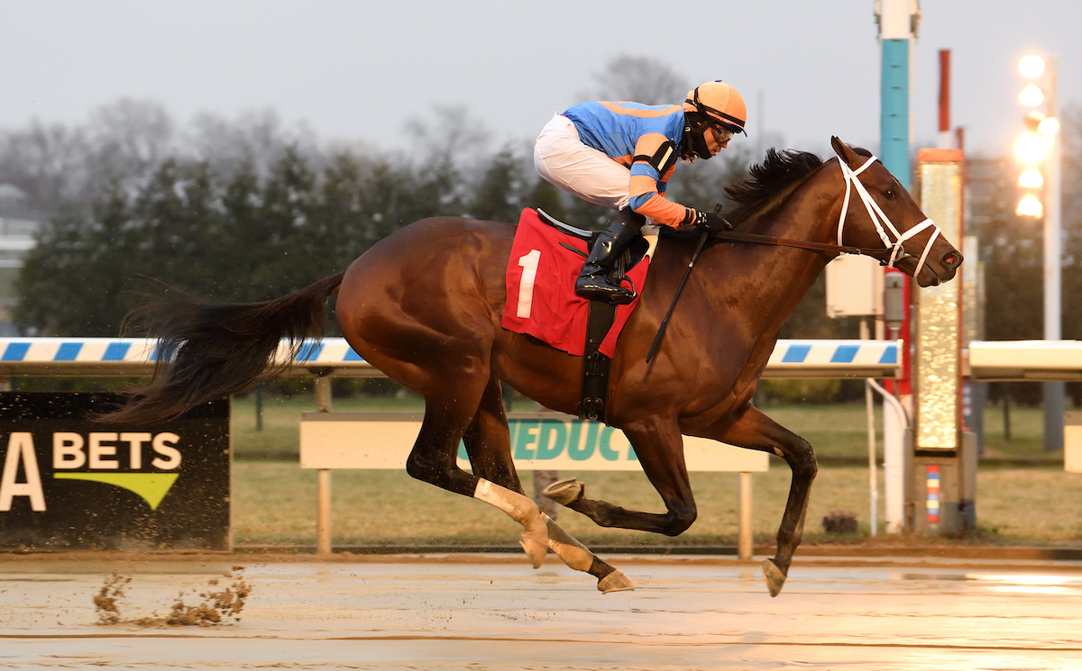 Jerry The Nipper: called up for Pegasus Turf. Photo: Gulfstream Park