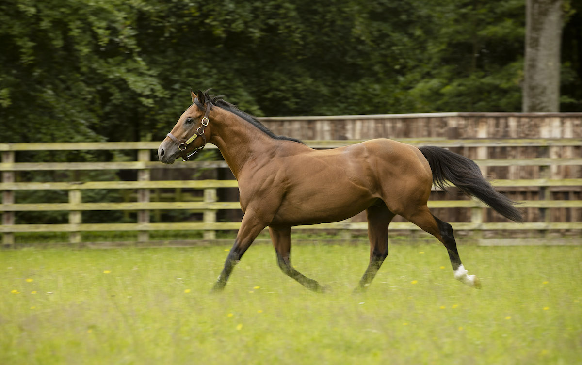 Naval Crown: second-season stallion showed speed and precocity during racing career. Photo: Darley