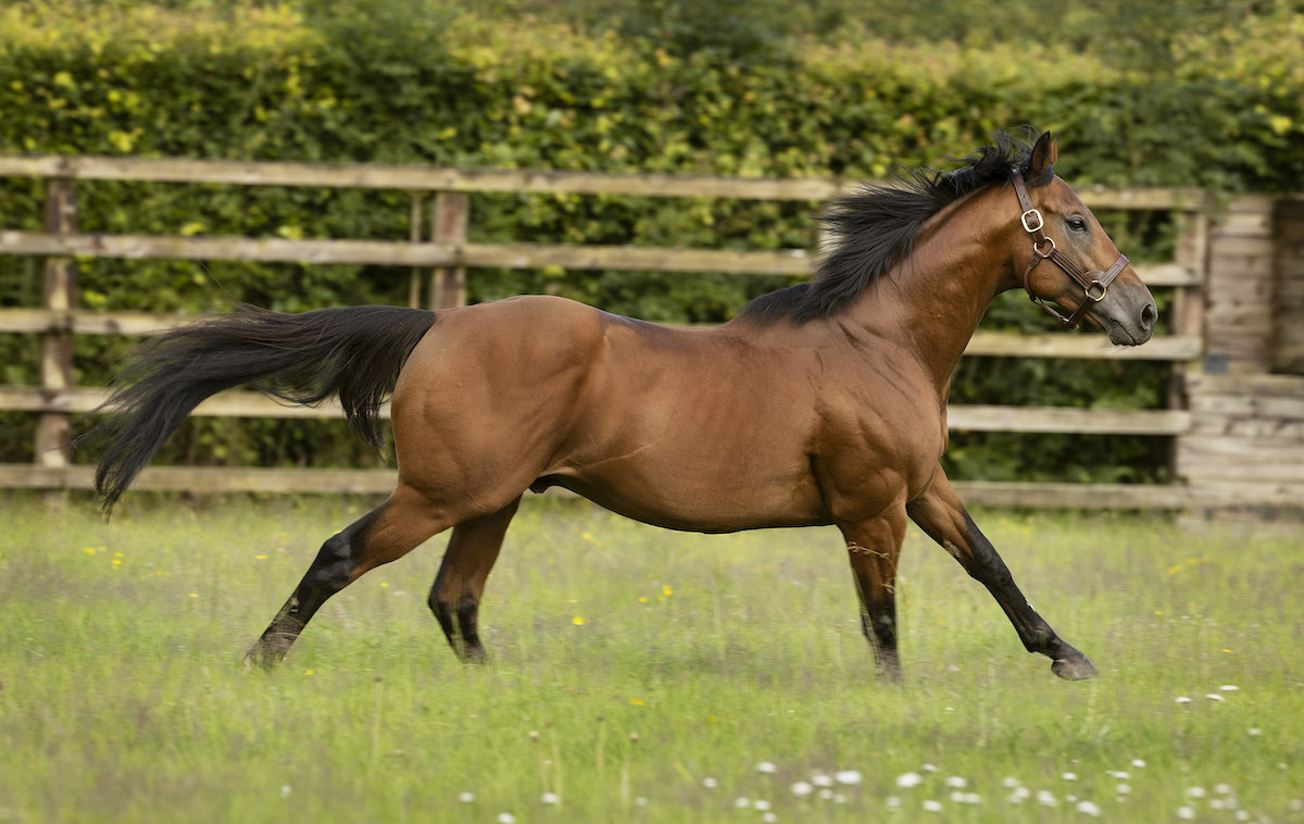 Naval Crown: Royal Ascot hero stands at Kildangan Stud in County Kildare at a fee of €10,000. Photo: Darley