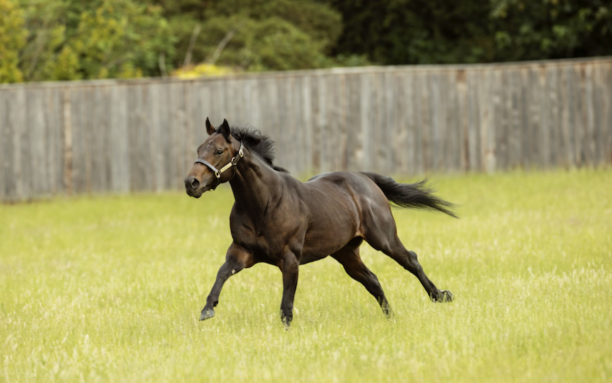 Perfect Power: G1 winner at two and three has made promising start at stud. Photo: Darley