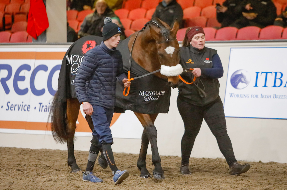 Dual Grand National winner Tiger Roll, who also scored five times at the Cheltenham Festival, takes part in the Parade of Champions. Photo supplied