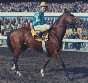 Future legend: Northern Dancer won Kentucky Derby and Preakness Stakes in 1964. Photo: WikiCommons