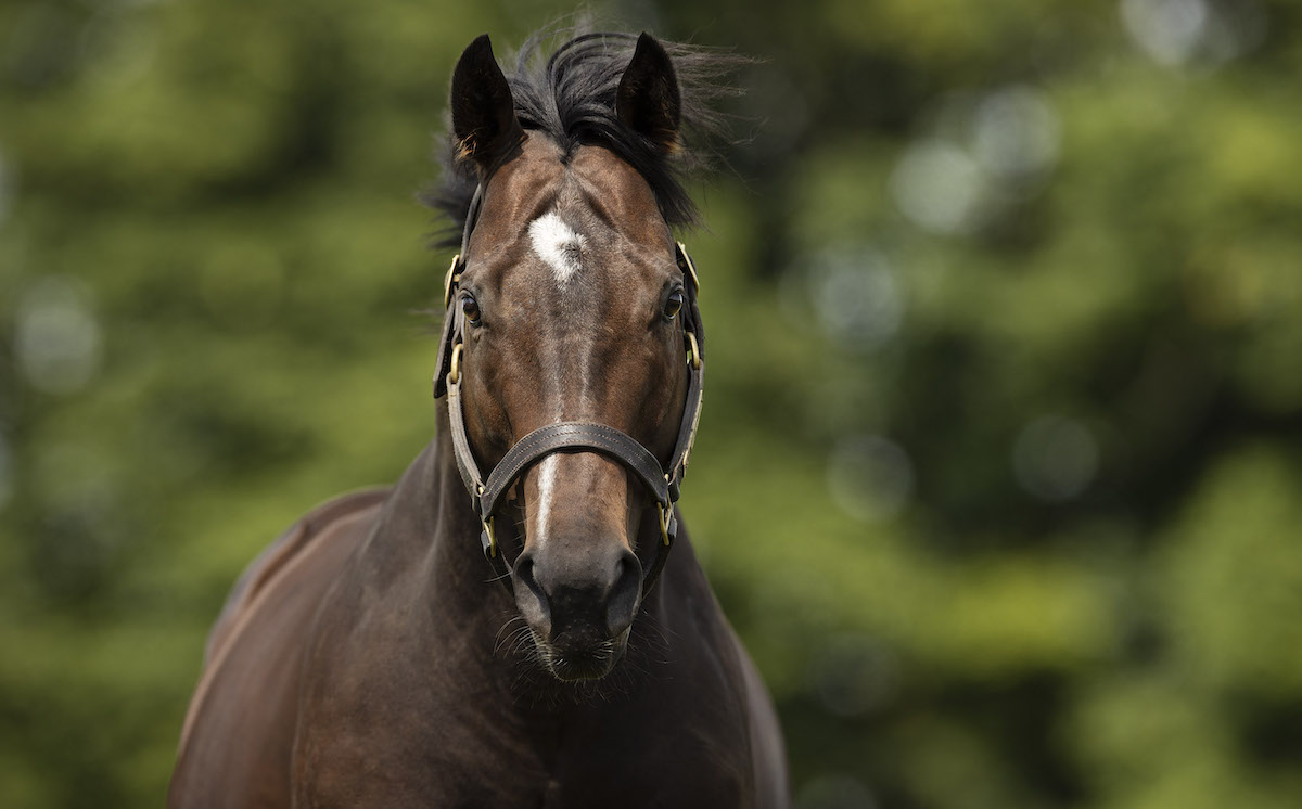 Palace Pier: hugely talented son of Kingman stands at Dalham Hall at a 2024 fee of £45,000. Photo: Darley