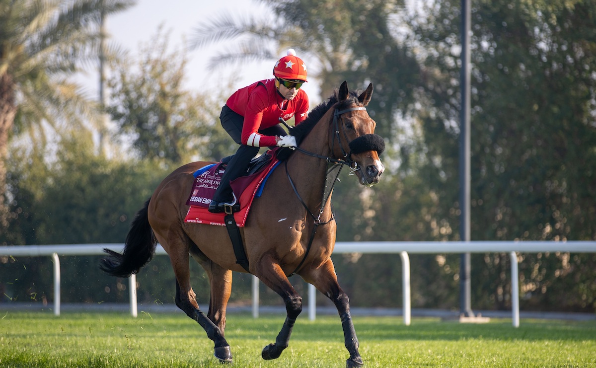 Russian Emperor in trackwork at Al Rayyan. Photo courtesy of QREC Photo