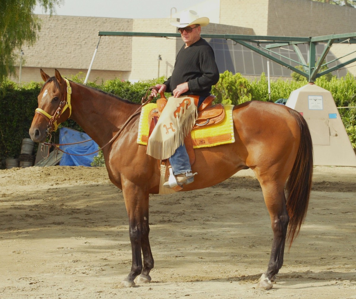 Decked out in Western regalia, Kona Gold was Bruce Headley's millionaire pony. Photo: Benoit