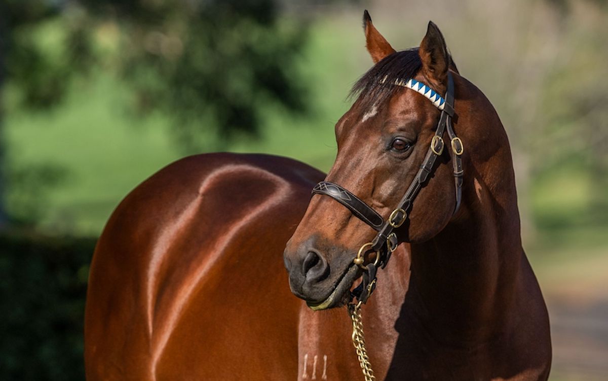 Exceed And Excel: more than 200 individual stakes winners. Photo: Darley