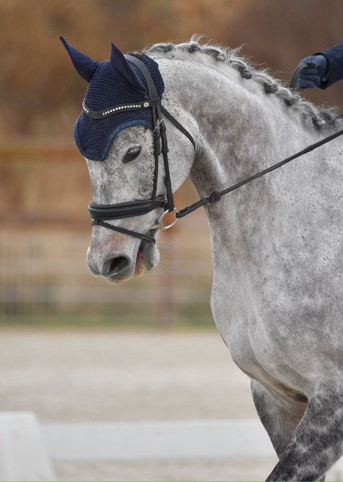 Vazirabad: ‘Everyone loves him at the stables – he’s a very friendly horse,’ reports Gaelle Jonchery. Photo: Joel Bonnefond