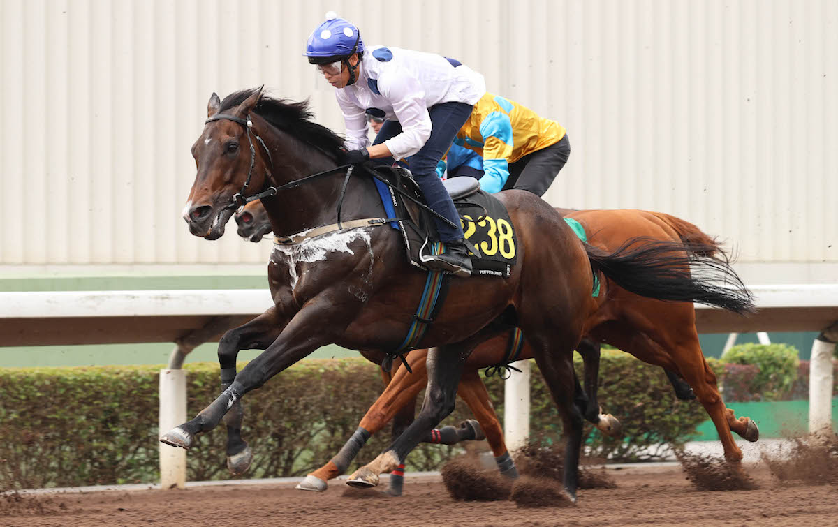 On the way back: Golden Sixty stretches out under Vincent Ho in a barrier trial at Sha Tin. Photo: Hong Kong Jockey Club