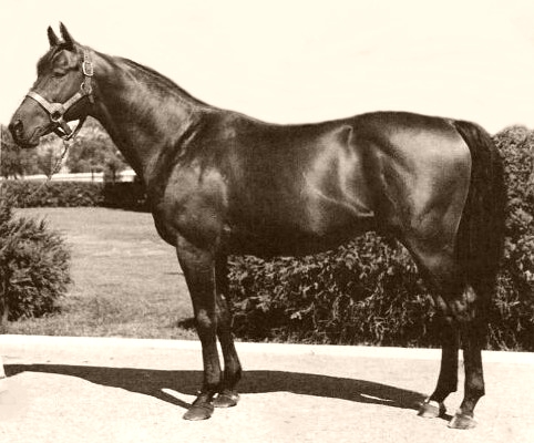 Citation: lasting place in equine pantheon as eighth Triple Crown winner and first $1m prize-money earner. Photo: Gooreen Collection/Public Domain