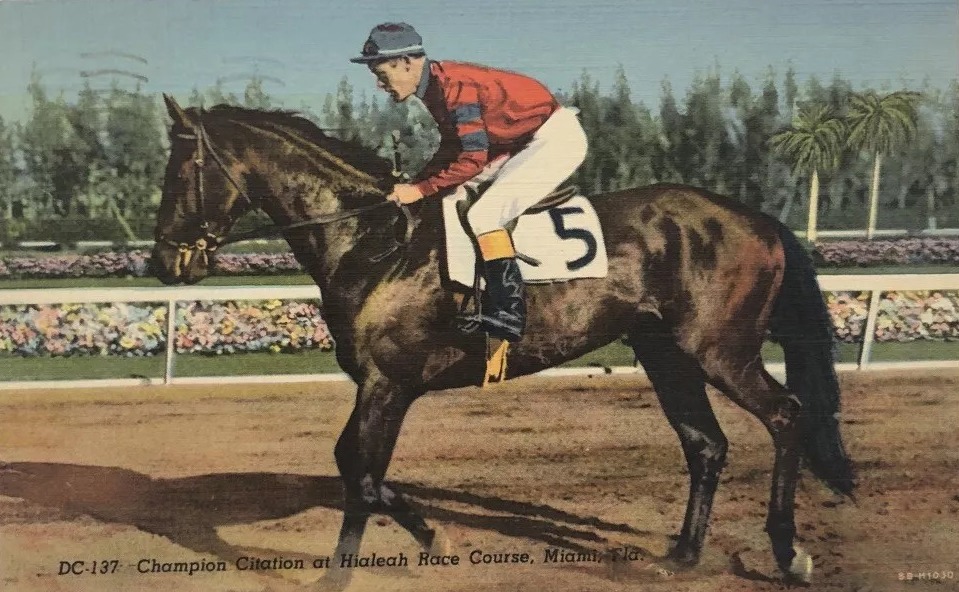 Picture postcard: Citation captured in a portrait at Hialeah, where he won his first four races as a three-year-old