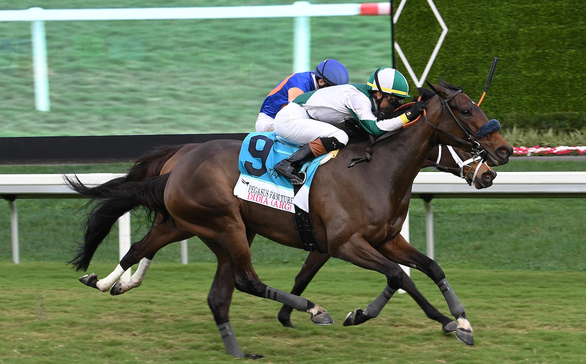 Didia: Pegasus Filly & Mare Turf winner has joined Resolute string. Photo: Gulfstream Park