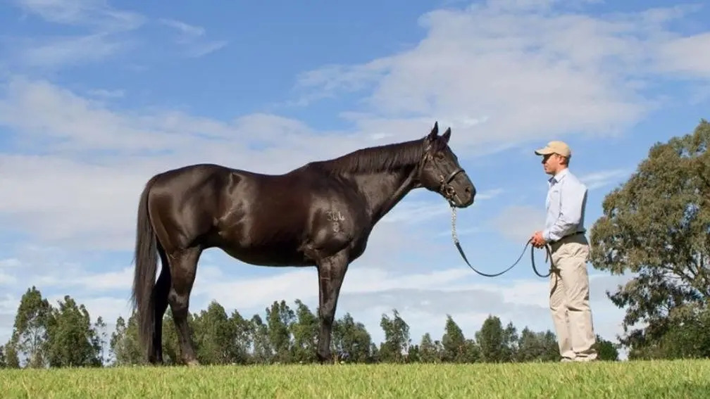 People’s champion – and champion sire: Lonhro led all sires in Australia in 2010-11; his best offspring was multiple G1 winner Pierro. Photo: Darley Australia