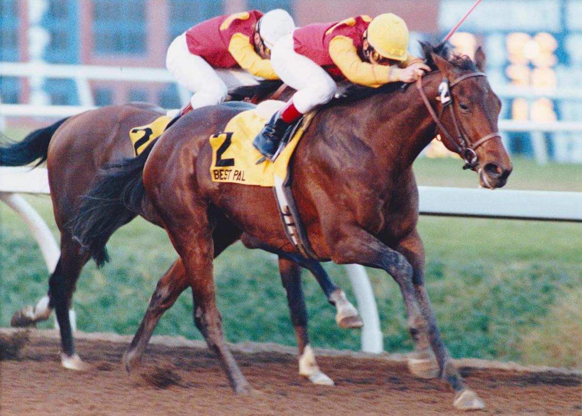 Best Pal caps his breakout two-year-old campaign by winning the Hollywood Futurity. Photo: Steve Stidham / Hollywood Park*