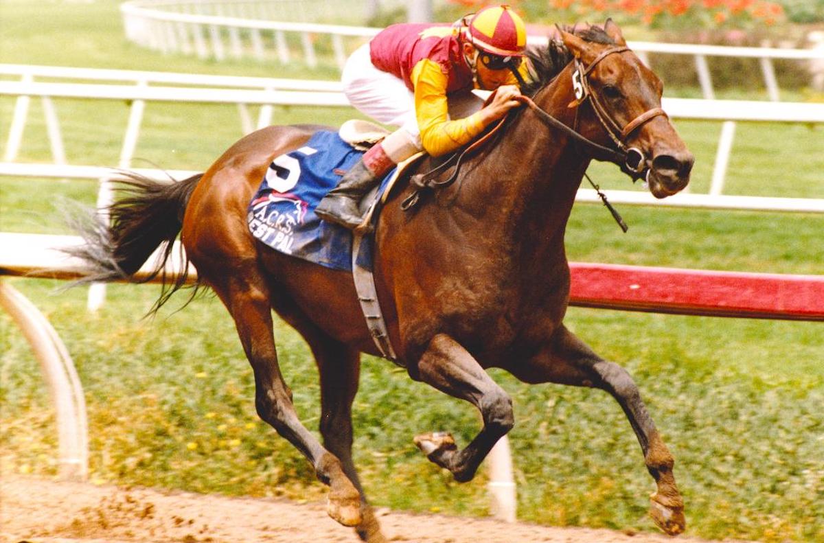 The five-year-old version of Best Pal was in top form for the 1993 Hollywood Gold Cup. Photo: Stidham & Assoc. / Hollywood Park*