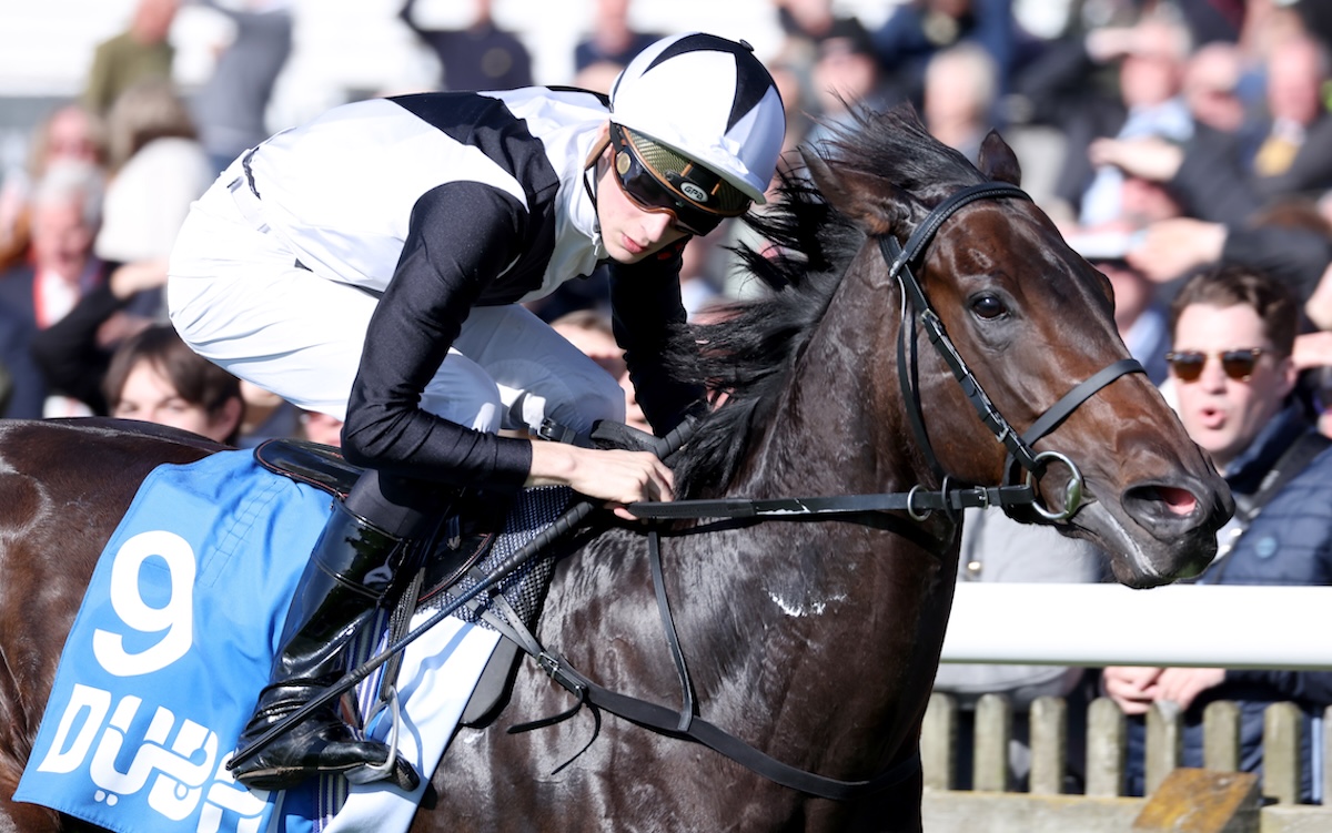 Coto De Caza: Cornwallis Stakes winner sold for €270,000 at last year's sale. Photo: Dan Abraham / Focusonracing.com