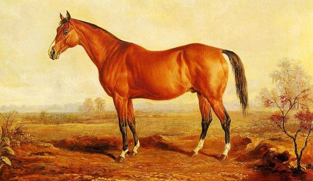 Stallion legend Lexington by Edward Troye. Source: Gooreen Collection