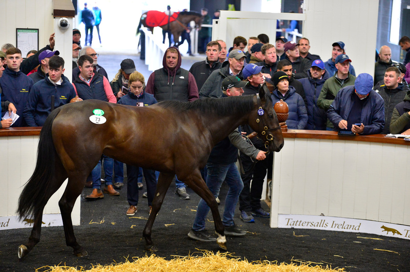 Coto De Caza goes through the ring in 2024. Photo: Tattersalls Ireland