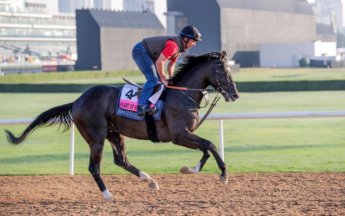 Winter campaign: Heart Of Honor spent five months in Dubai before the UAE Derby. Photo: Dubai Racing Club / Liesl King